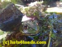 /home//u458753944/public_html/sourcegallery///////////////////////Frogs/More bullfrogs/P1070542.JPG